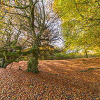 Buy canvas prints of Woodland in Autumn by Philip Cooper