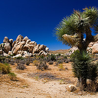 Buy canvas prints of Joshua Tree National park, USA by Gwil Roberts