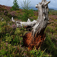Buy canvas prints of Tree Stump Highlands by Gwil Roberts