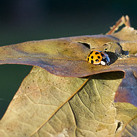 Buy canvas prints of Ladybird on leaf by Gwil Roberts