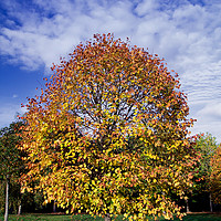 Buy canvas prints of Autumn tree by Gwil Roberts