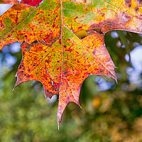 Buy canvas prints of Autumn leaf detail by Gwil Roberts