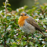 Buy canvas prints of Little Robin Redbreast by Colm Kingston