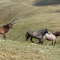Buy canvas prints of Wild Welsh Mountain Ponies,Snowdonia,Wales. by Colm Kingston