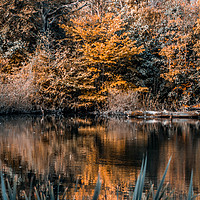 Buy canvas prints of Autumn Reflections by Mark Sorrell