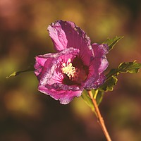 Buy canvas prints of Hibiscus Flower by Shelley Bibby