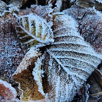 Buy canvas prints of Early morning frost by Dan White