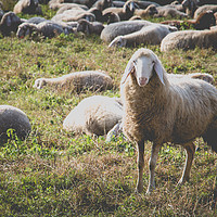 Buy canvas prints of Sheep by Stockfoto art