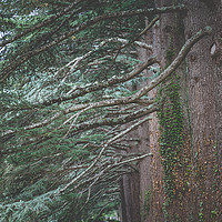Buy canvas prints of Big Old Cedar Trees by Stockfoto art