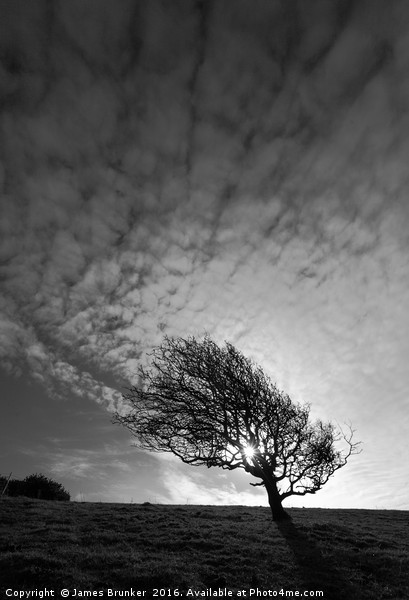 Windswept Blackthorn Tree In Winter Black & White Picture Board by James Brunker