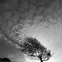 Buy canvas prints of Windswept Blackthorn Tree In Winter Black & White by James Brunker