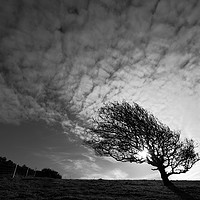 Buy canvas prints of Windswept Blackthorn Tree In Winter Monochrome by James Brunker