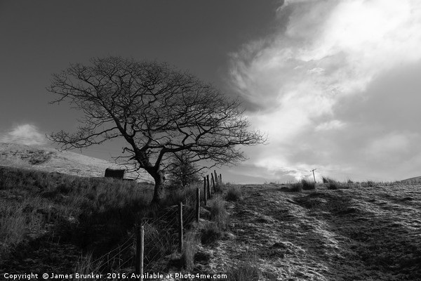 Winter Oak Tree in Black and White Wales Picture Board by James Brunker