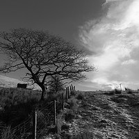 Buy canvas prints of Winter Oak Tree in Black and White Wales by James Brunker