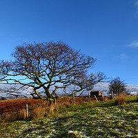 Buy canvas prints of Lone Oak Tree And Welsh Countryside by James Brunker