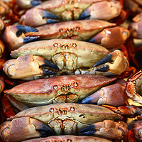 Buy canvas prints of Unhappy Edible crabs (Cancer pagurus) by James Brunker