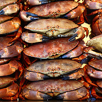 Buy canvas prints of Edible Crabs are NOT Amused! by James Brunker