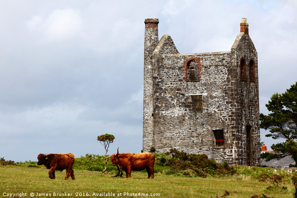 Highland Cattle and Tin Mine Bodmin Moor Cornwall Picture Board by James Brunker