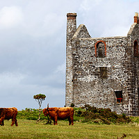 Buy canvas prints of Highland Cattle and Tin Mine Bodmin Moor Cornwall by James Brunker