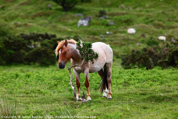 Wild Pony having a scratch Bodmin Moor Cornwall Picture Board by James Brunker