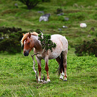Buy canvas prints of Wild Pony having a scratch Bodmin Moor Cornwall by James Brunker