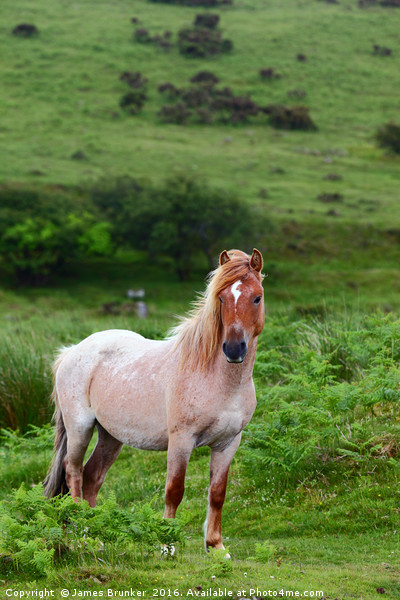 Wild Pony Portrait Bodmin Moor Cornwall Picture Board by James Brunker