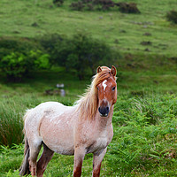 Buy canvas prints of Wild Pony Portrait Bodmin Moor Cornwall by James Brunker