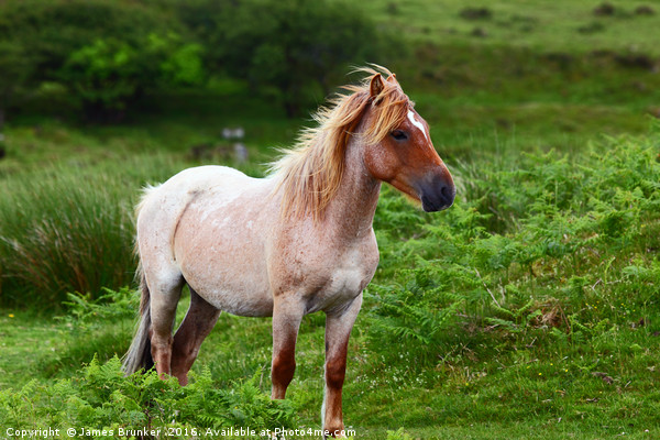 Portrait of Wild Pony Bodmin Moor Cornwall Picture Board by James Brunker