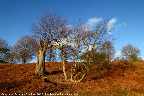 A Survivor of the 1987 Great Storm in Knole Park Picture Board by James Brunker