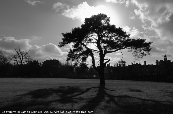 Silhouetted Tree in Knole Park Sevenoaks Kent Picture Board by James Brunker