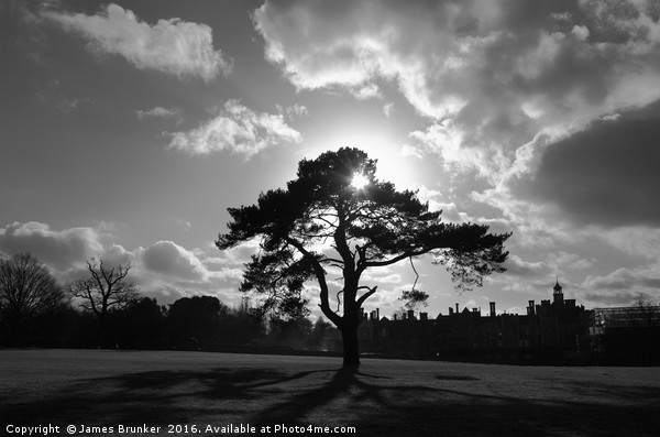 Tree Silhouette and Shadows Knole Park Sevenoaks Picture Board by James Brunker