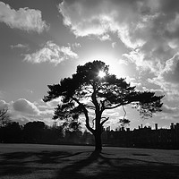 Buy canvas prints of Tree Silhouette and Shadows Knole Park Sevenoaks by James Brunker