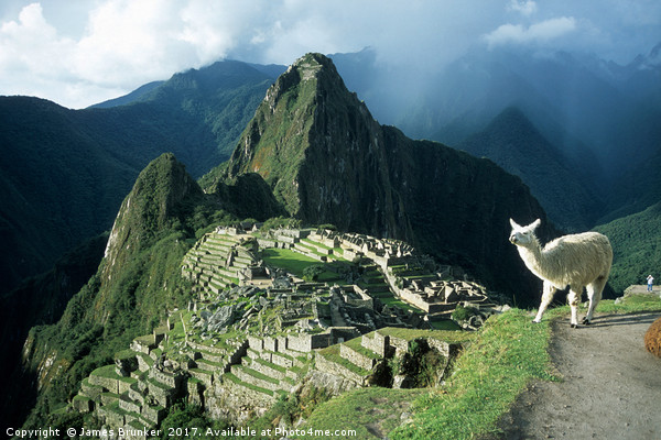 Llama Enjoying the View at Machu Picchu Peru Picture Board by James Brunker