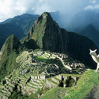 Buy canvas prints of Llama Enjoying the View at Machu Picchu Peru by James Brunker