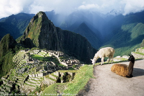 Llamas at Inca City of Machu Picchu Peru Picture Board by James Brunker