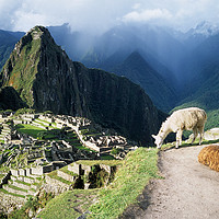 Buy canvas prints of Llamas at Inca City of Machu Picchu Peru by James Brunker