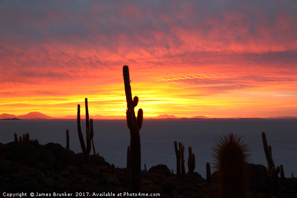Giant Cacti at Sunset Salar de Uyuni Bolivia Picture Board by James Brunker