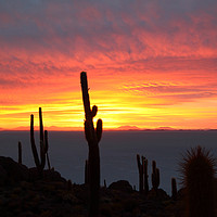 Buy canvas prints of Giant Cacti at Sunset Salar de Uyuni Bolivia by James Brunker