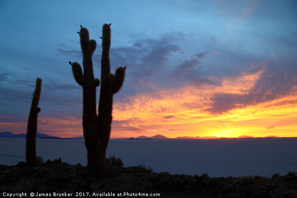 Giant Cactus at Sunset Salar de Uyuni Bolivia Picture Board by James Brunker