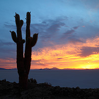 Buy canvas prints of Giant Cactus at Sunset Salar de Uyuni Bolivia by James Brunker