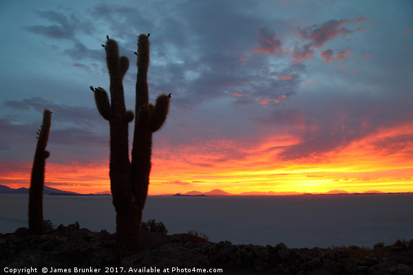 Forked Cactus at Sunset Salar de Uyuni Bolivia Picture Board by James Brunker