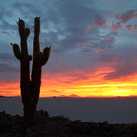 Buy canvas prints of Forked Cactus at Sunset Salar de Uyuni Bolivia by James Brunker