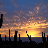 Buy canvas prints of Cacti at Sunset on Incahuasi Island Salar de Uyuni by James Brunker