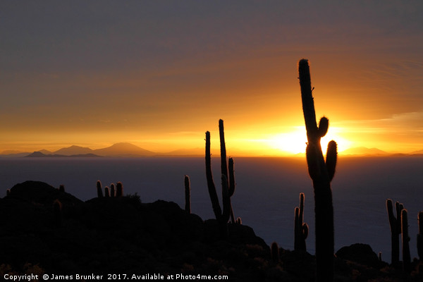 Cacti Silhouettes Incahuasi Island Salar de Uyuni Picture Board by James Brunker