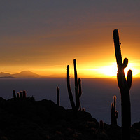 Buy canvas prints of Cacti Silhouettes Incahuasi Island Salar de Uyuni by James Brunker
