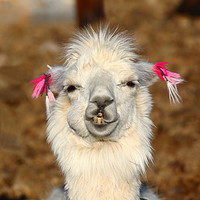 Buy canvas prints of Smiling llama portrait by James Brunker