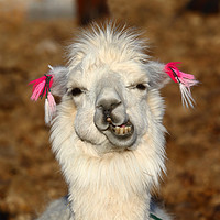 Buy canvas prints of Laughing llama portrait by James Brunker