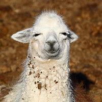 Buy canvas prints of A Wise Old Llama by James Brunker