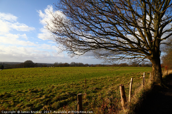 Winter Oak Tree and Countryside Weald of Kent Picture Board by James Brunker