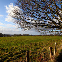 Buy canvas prints of Winter Oak Tree and Countryside Weald of Kent by James Brunker